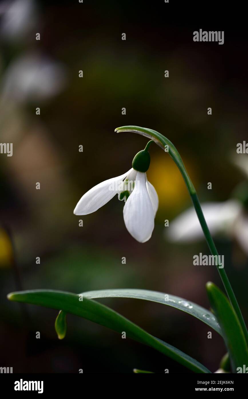 Galanthus grumpy hi-res stock photography and images - Alamy