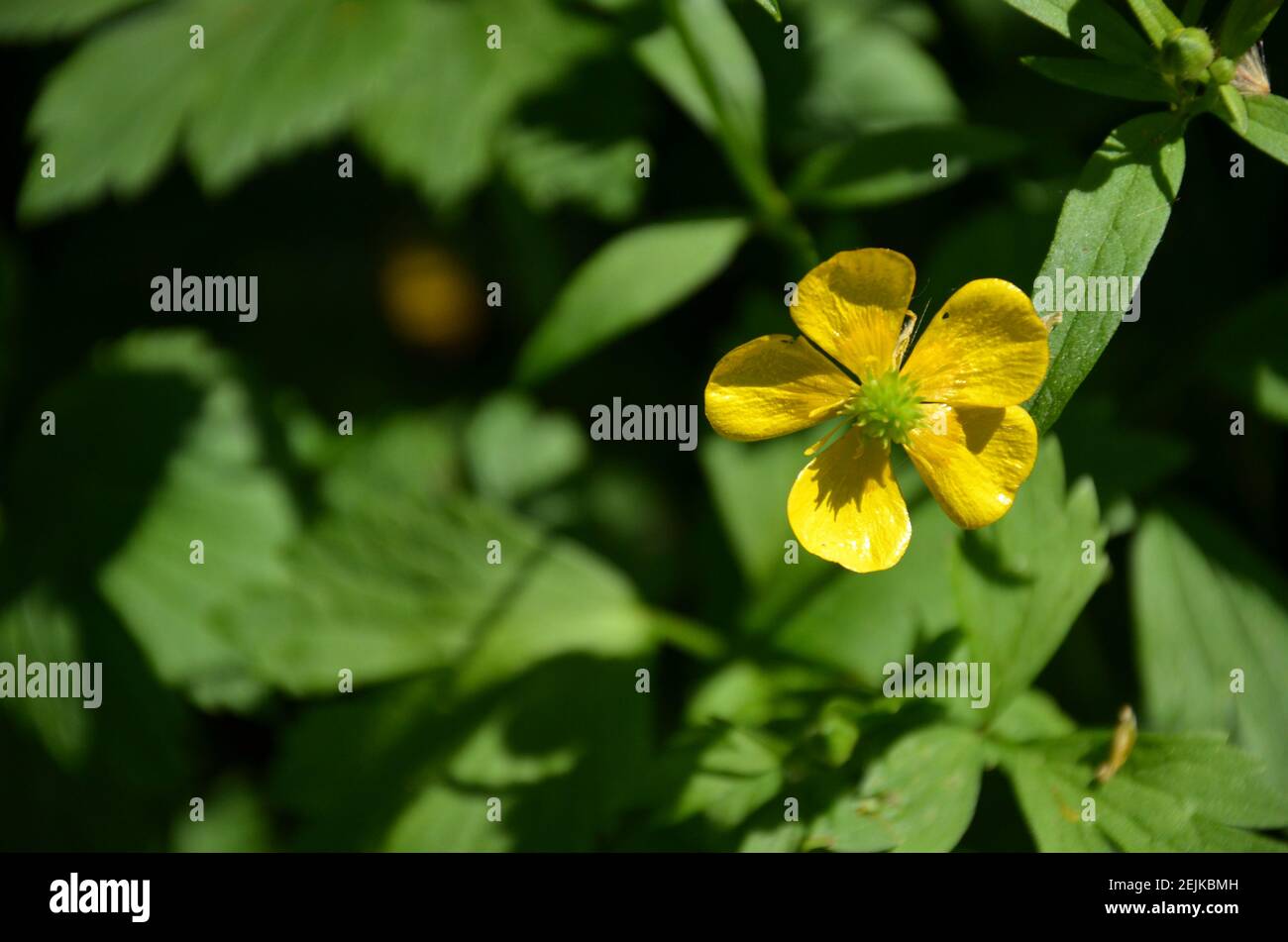 Flowers in a garden, Marburg (Germany Stock Photo Alamy