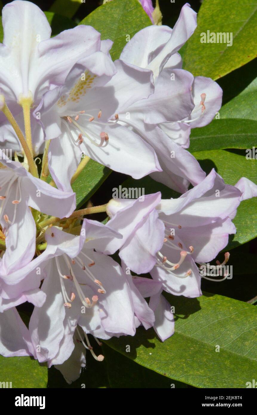 Flowers in a garden, Marburg (Germany Stock Photo Alamy