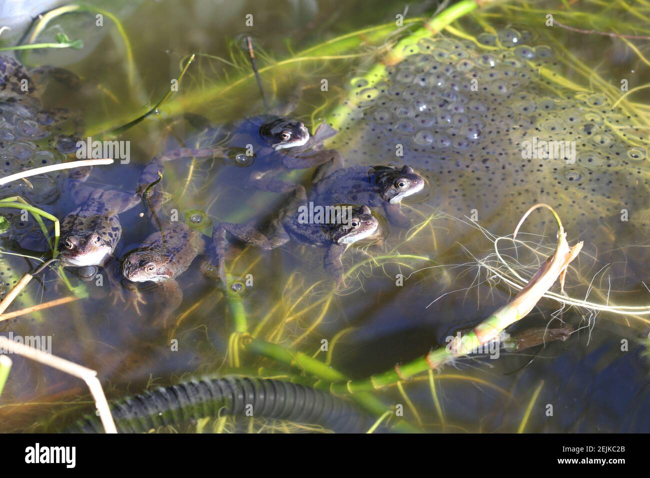 February frogs and frogspawn Stock Photo