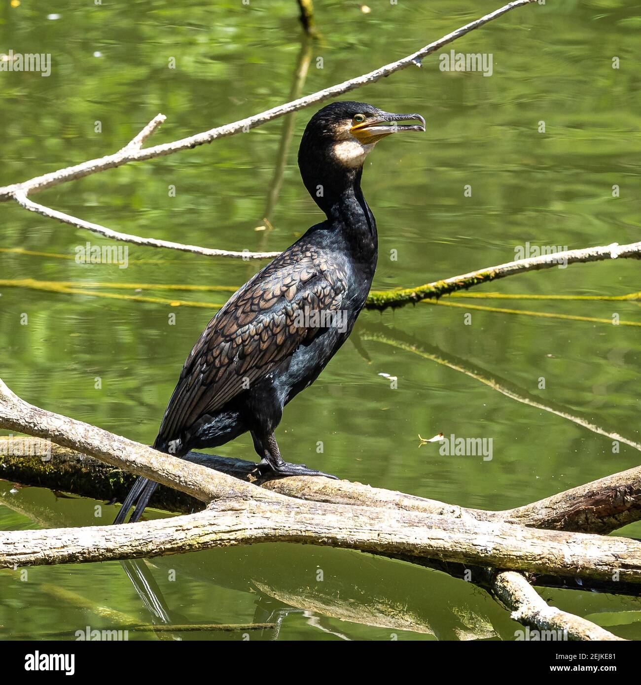 The great cormorant, Phalacrocorax carbo known as the great black