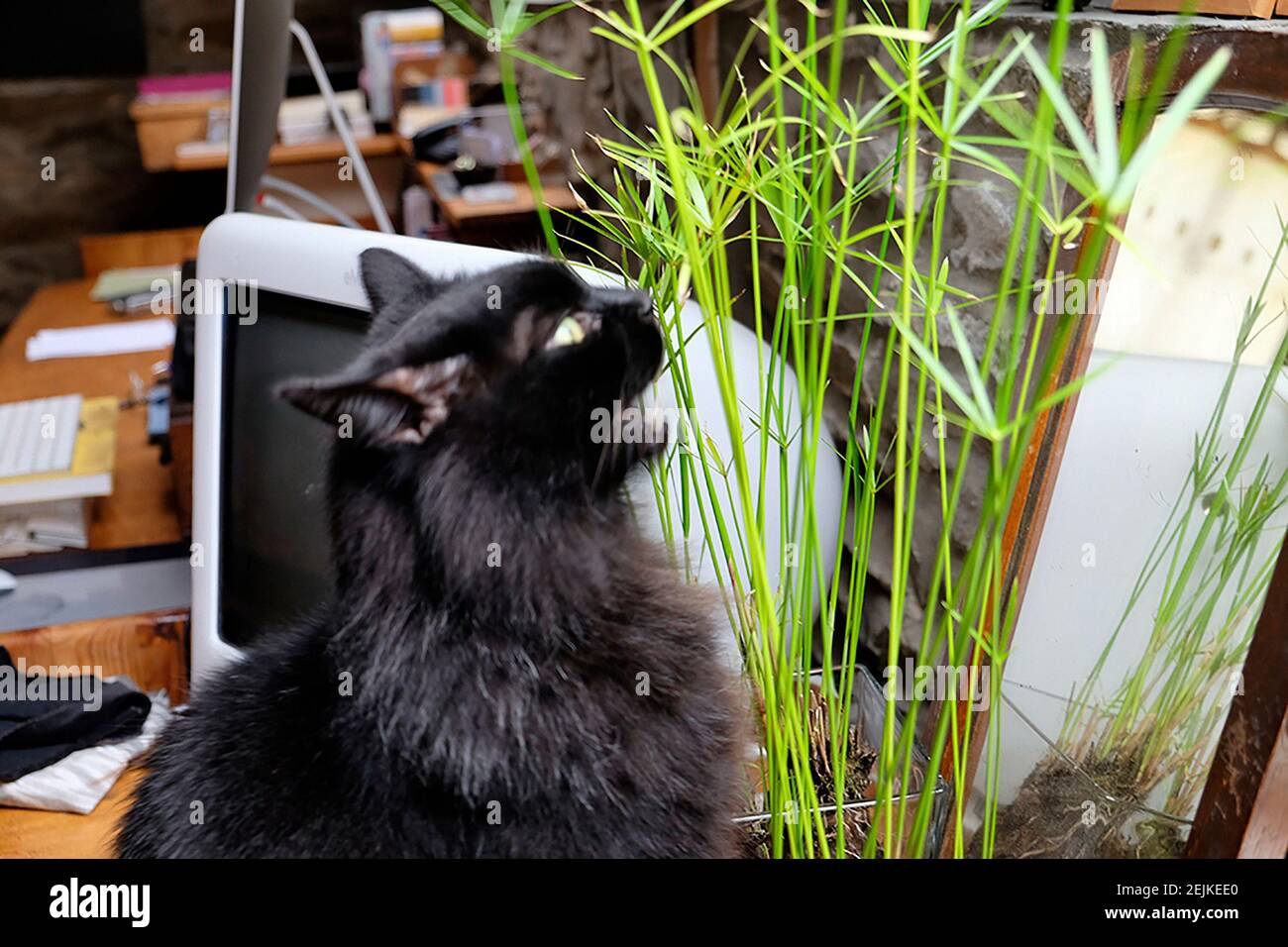 Black cat sitting on table eating houseplant Papyrus Cyperus umbrella plant an aquatic perennial growing inside home UK Great Britain   KATHY DEWITT Stock Photo