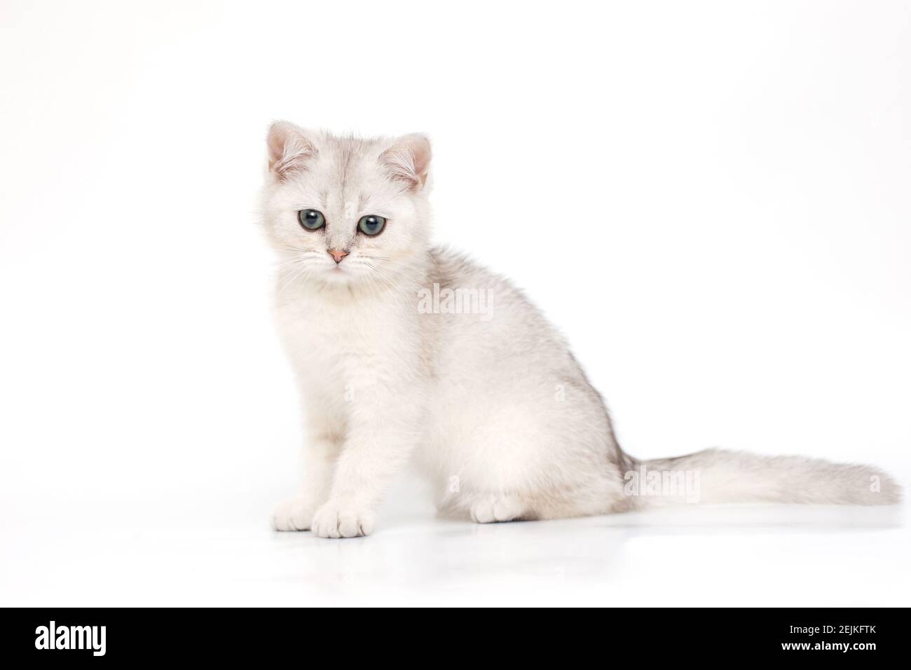 White beautiful kitten of British breed sits on a white background. Stock Photo
