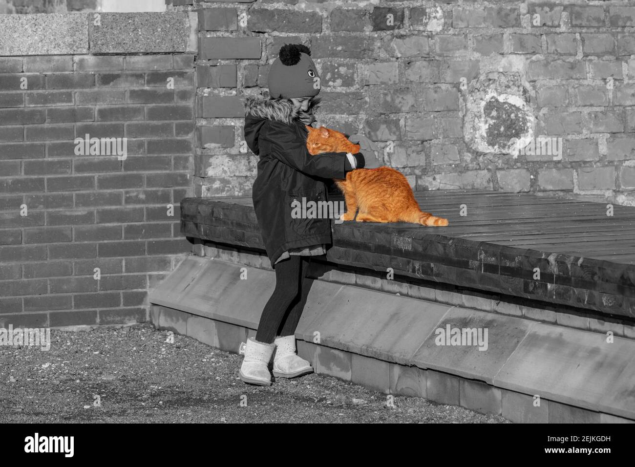Little girl stroking and hugging a ginger coloured cat with brick wall in the background bw photo Stock Photo