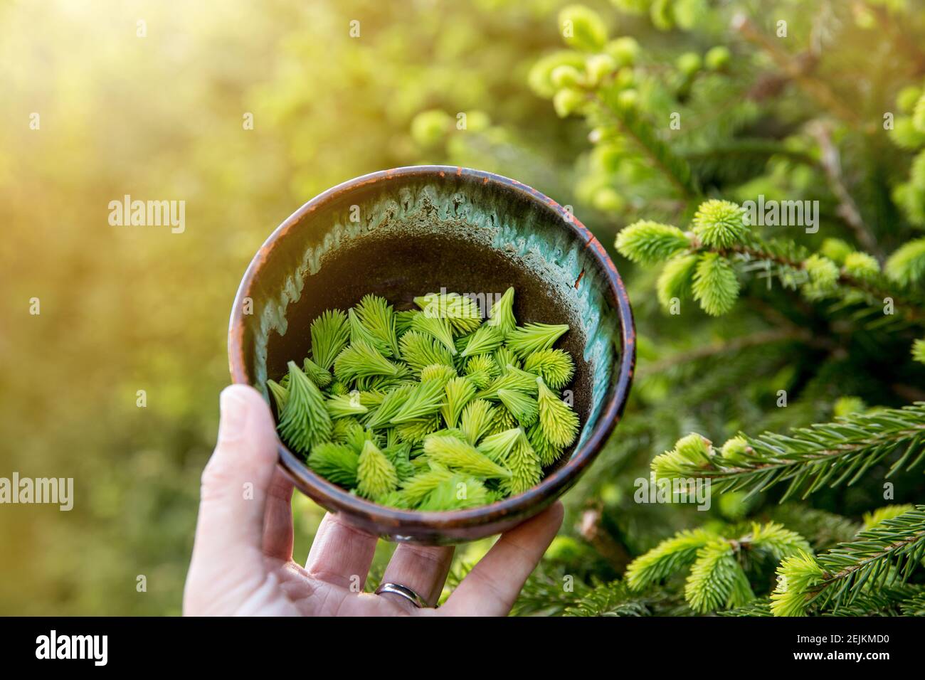 Picked spruce tree Picea fresh tips in spring outdoors from growing spruce tree. Food and herbal medicine ingredients. Stock Photo