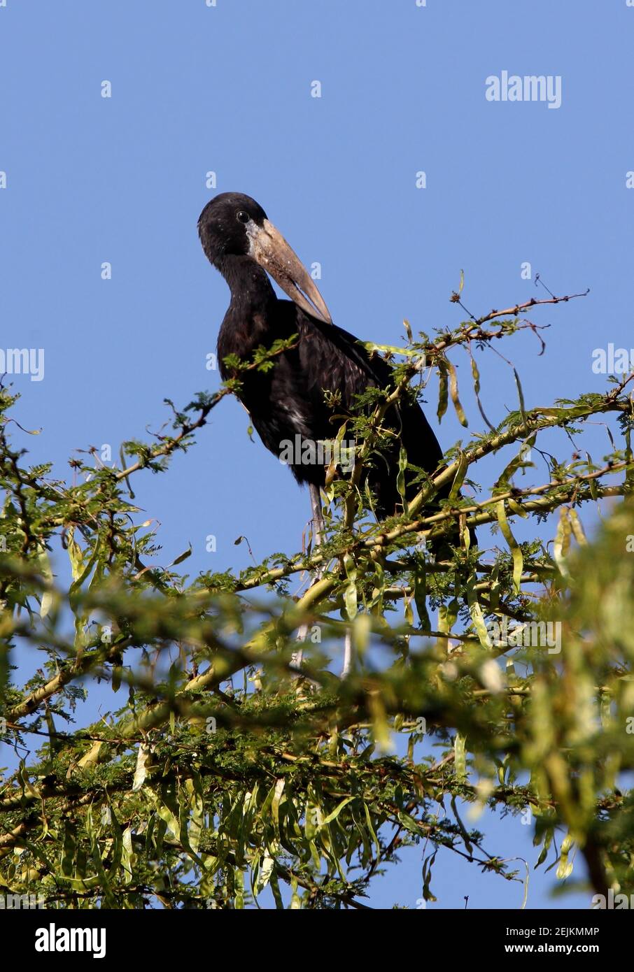 African Open-billed Stork (Anastomus lamelligerus lamelligerus) adult perched in Acacia tree  near Naivasha, Kenya         November Stock Photo