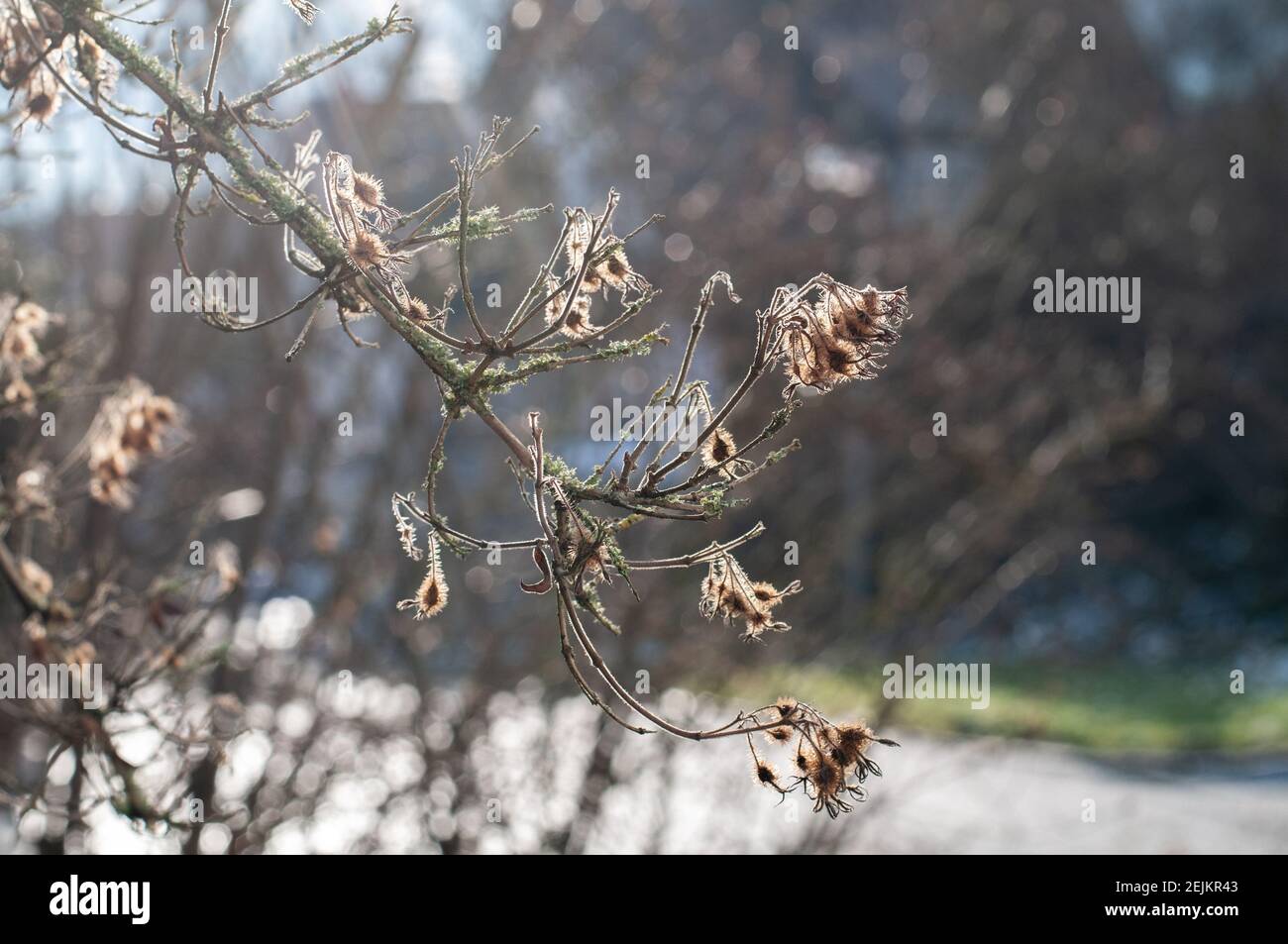 close-up of the hairy wilted flowers of a kolkwitzia shrub in morning sunlight in winter Stock Photo