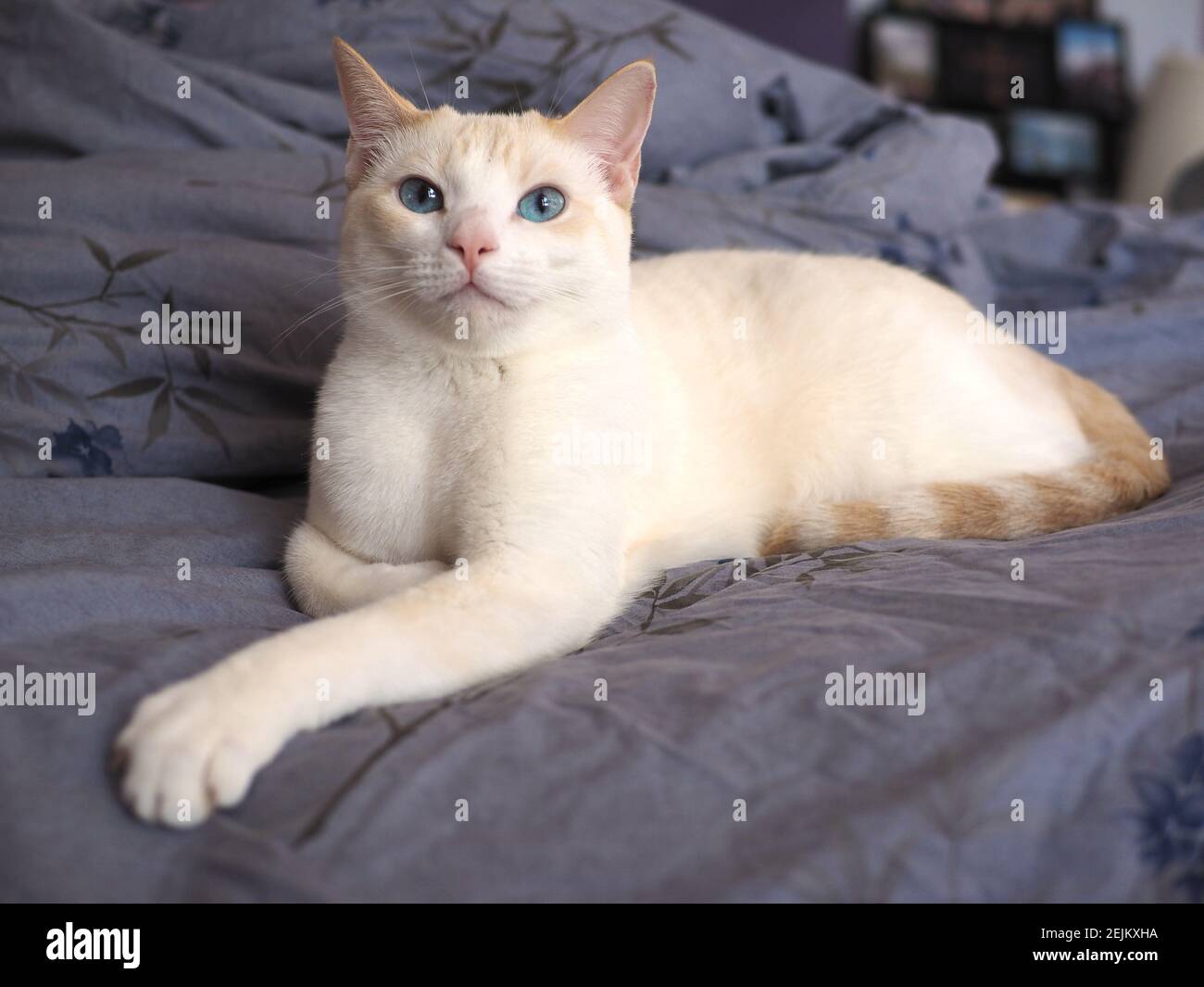 Mitzie the Siamese Cat Stock Photo