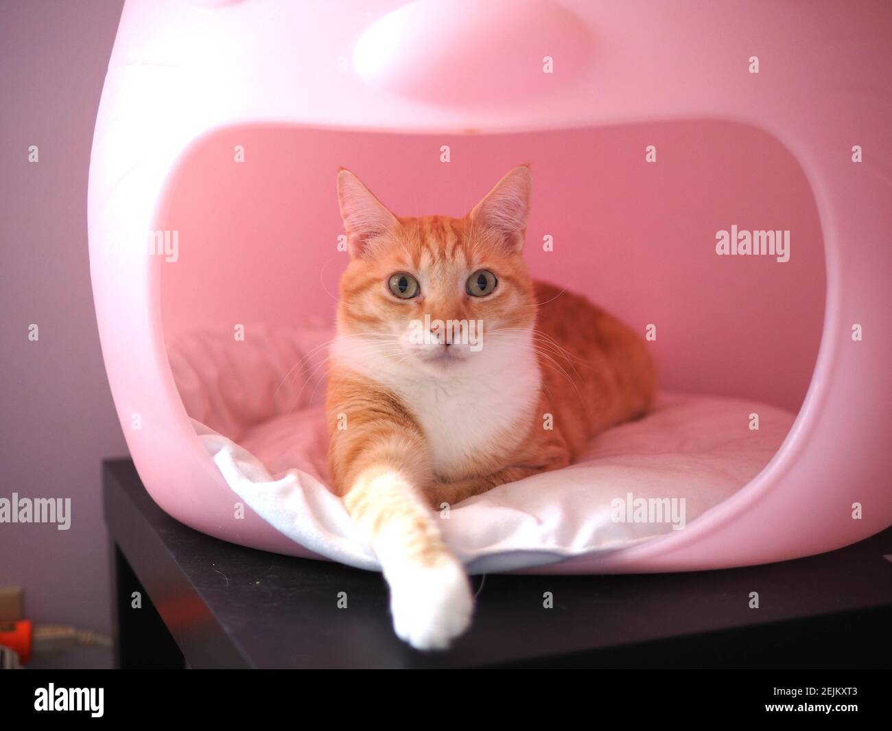 Orange tabby cat sunbathing in hi-res stock photography and images - Alamy