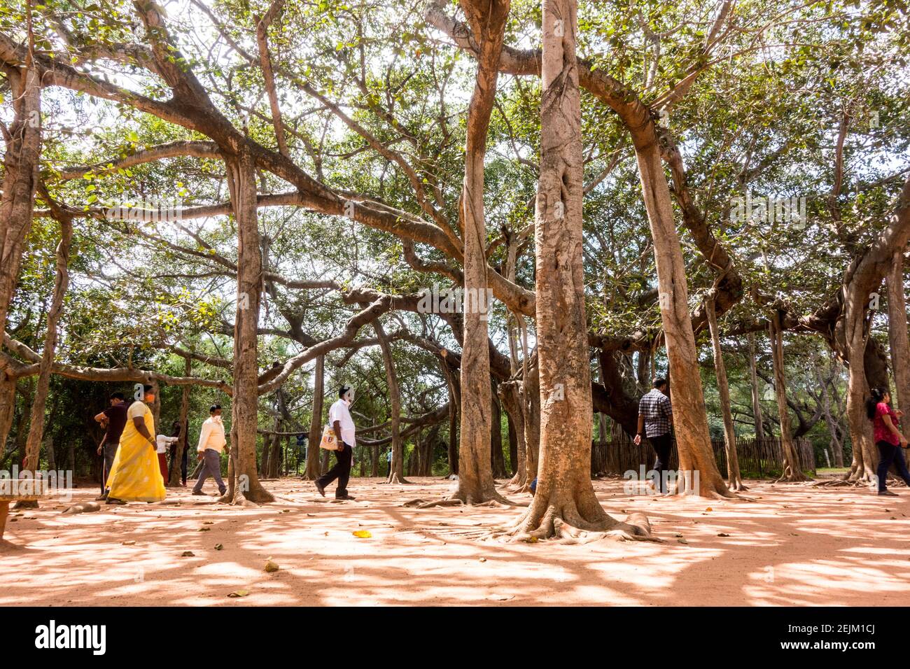 People resting under a huge Banyan / Ficus benghalensis tree in Auroville, Pondicherry, Tamil Nadu, India Stock Photo