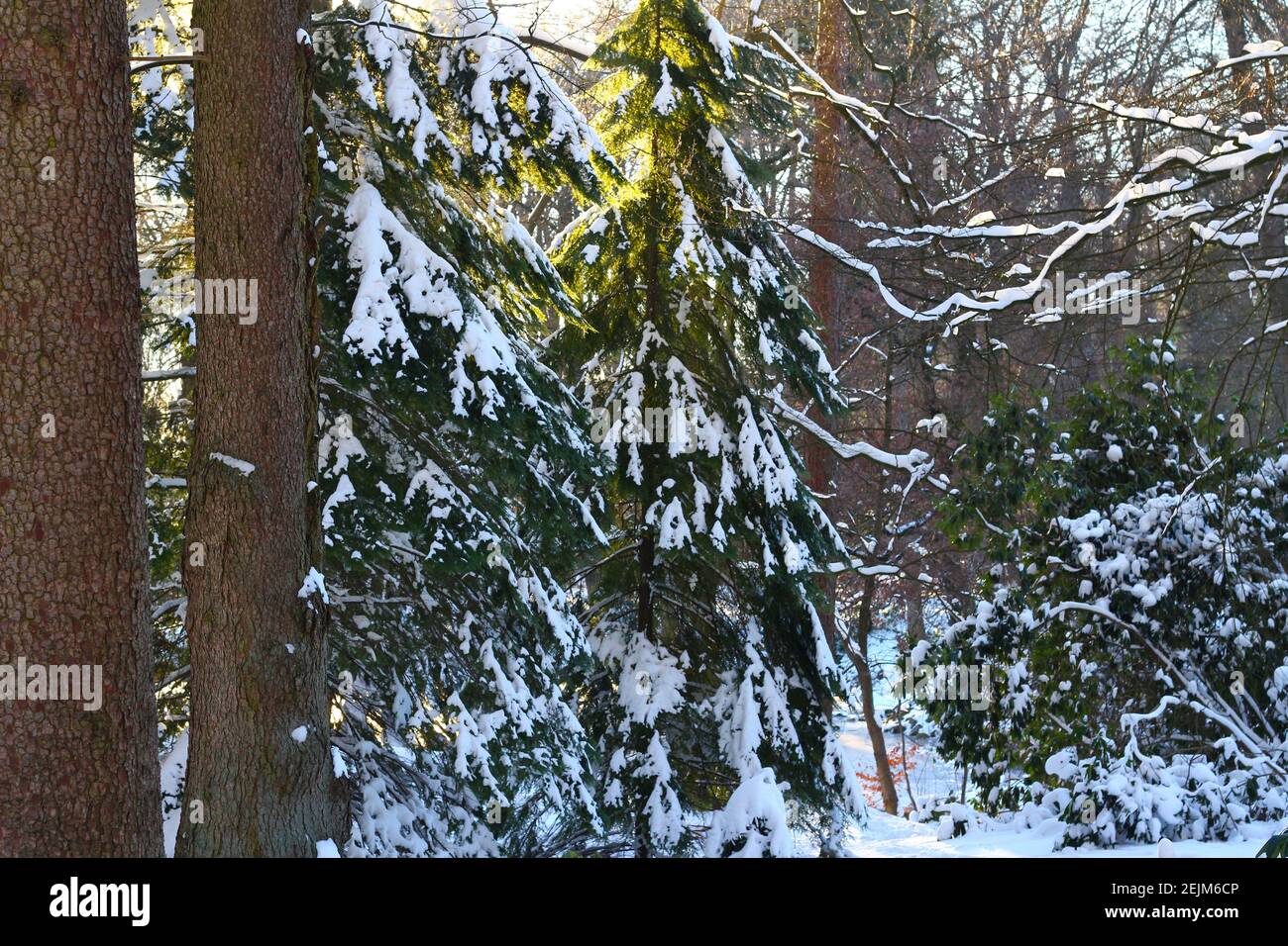 Larch and pine trees hi-res stock photography and images - Alamy
