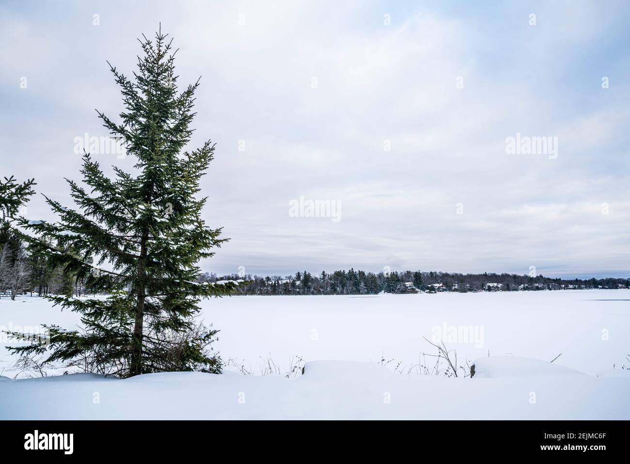 Pine tree and snow covered lake. Stock Photo
