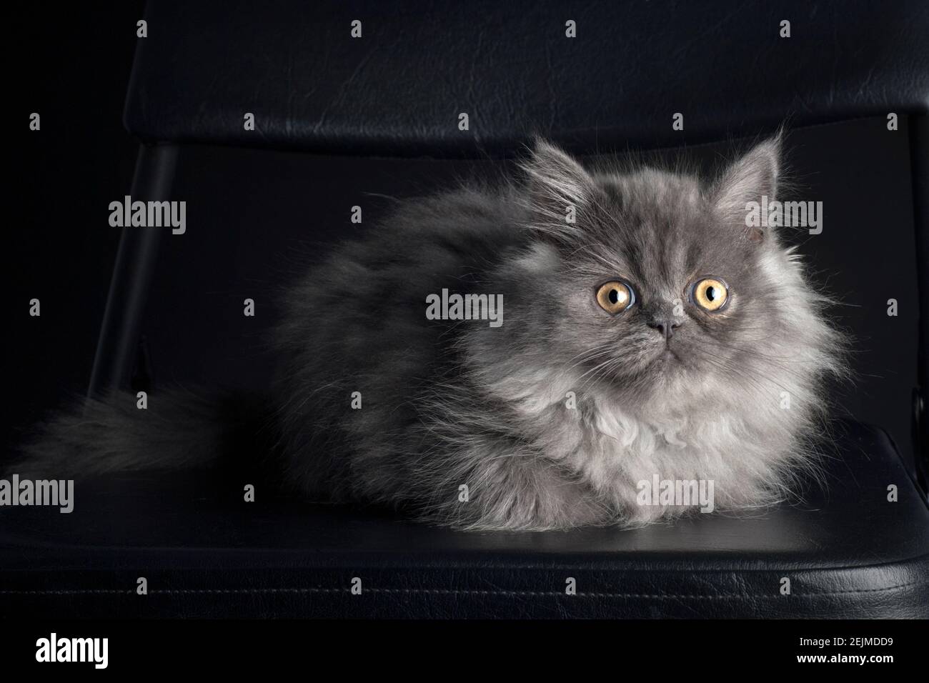 Beautiful long haired grey kitten. Stock Photo