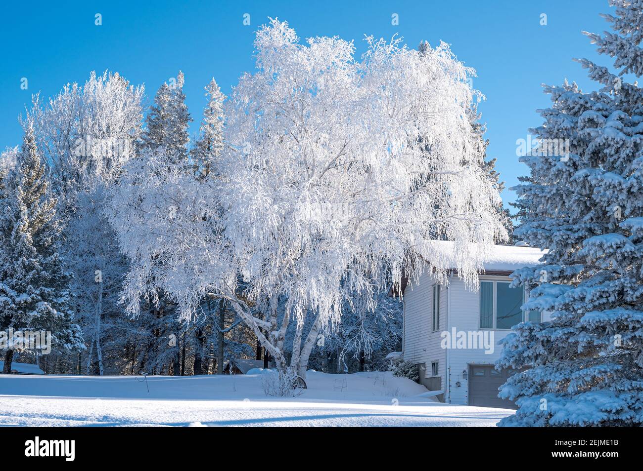 Hoar Frost on trees Stock Photo