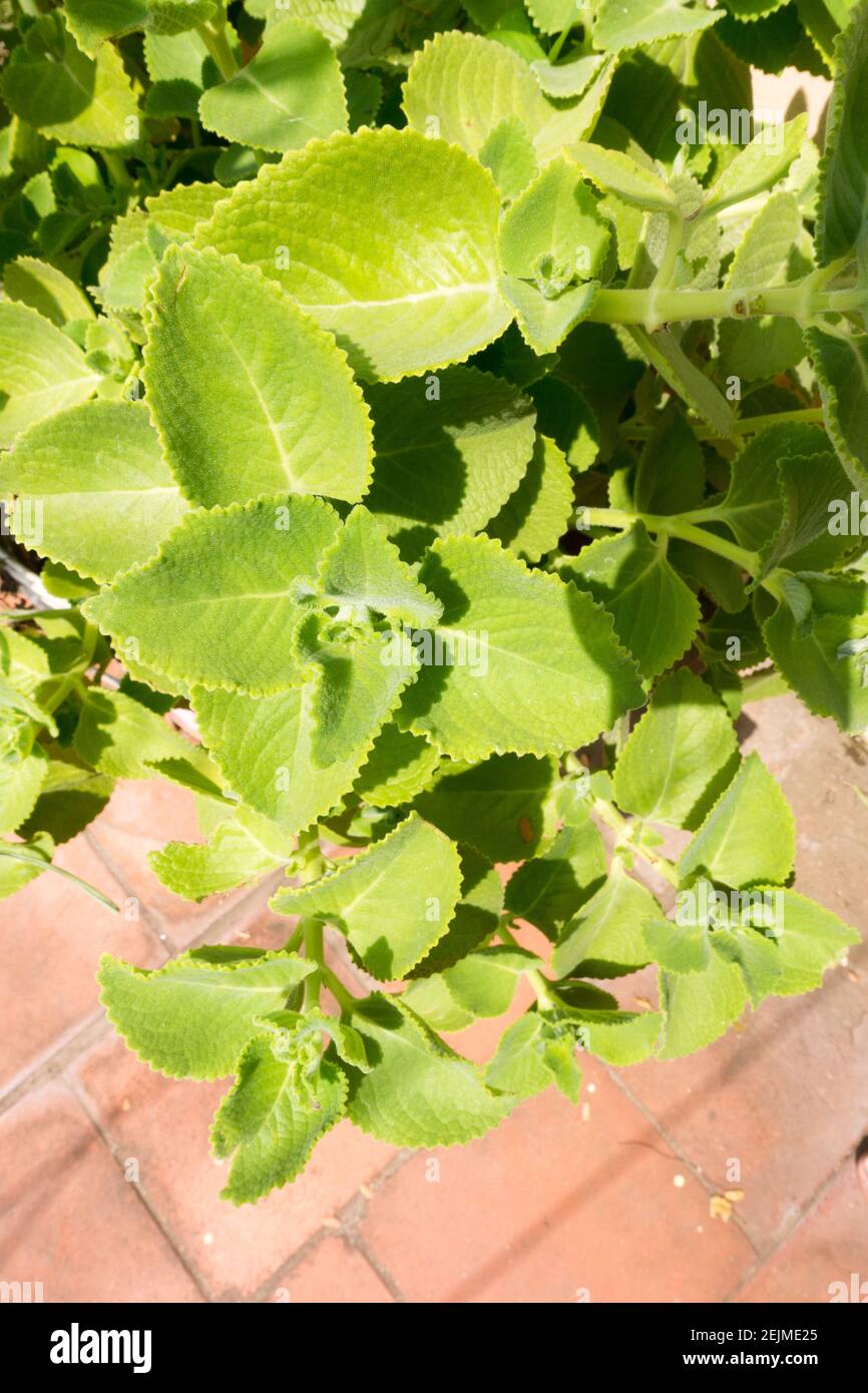 Coleus amboinicus or Plectranthus amboinicus or Mexican Mint or Indian borage plant Stock Photo