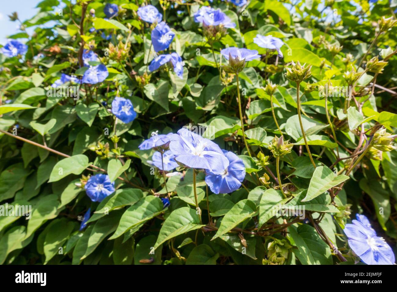 Ipomoea tricolor (Morning glory) Stock Photo