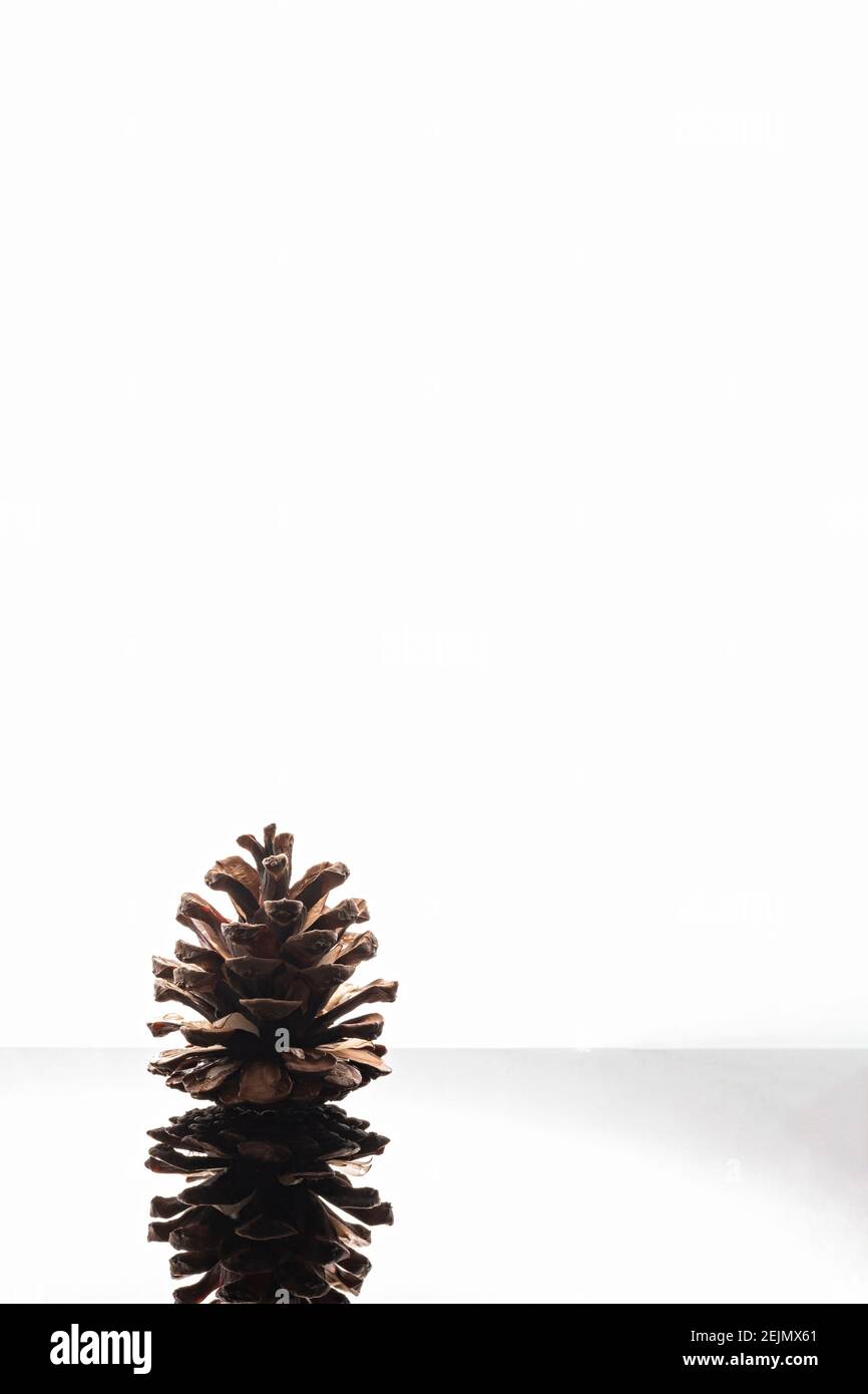 Close up of a evergreen pine cone isolated on white background and reflective surface Stock Photo