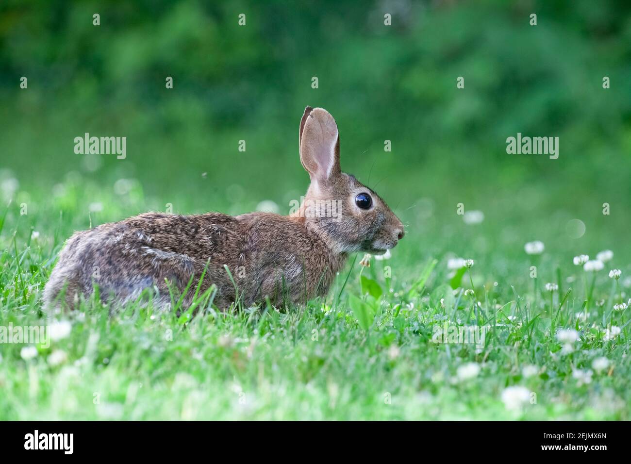bunny rabbit in the field feeding on wild clover Stock Photo Alamy