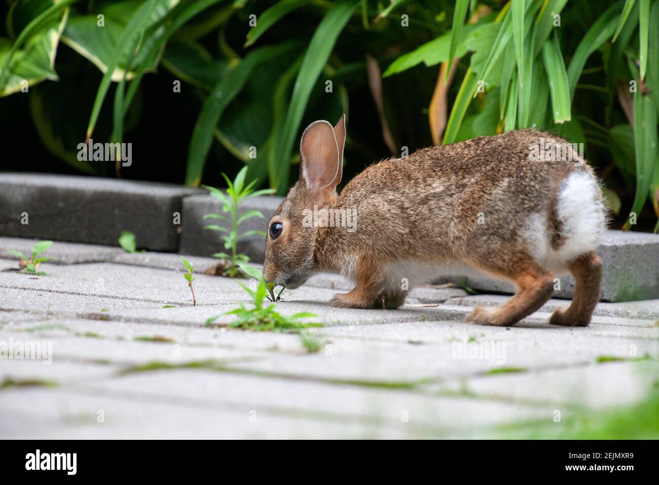Wild bunny rabbit eating weeds in the backyard Stock Photo Alamy