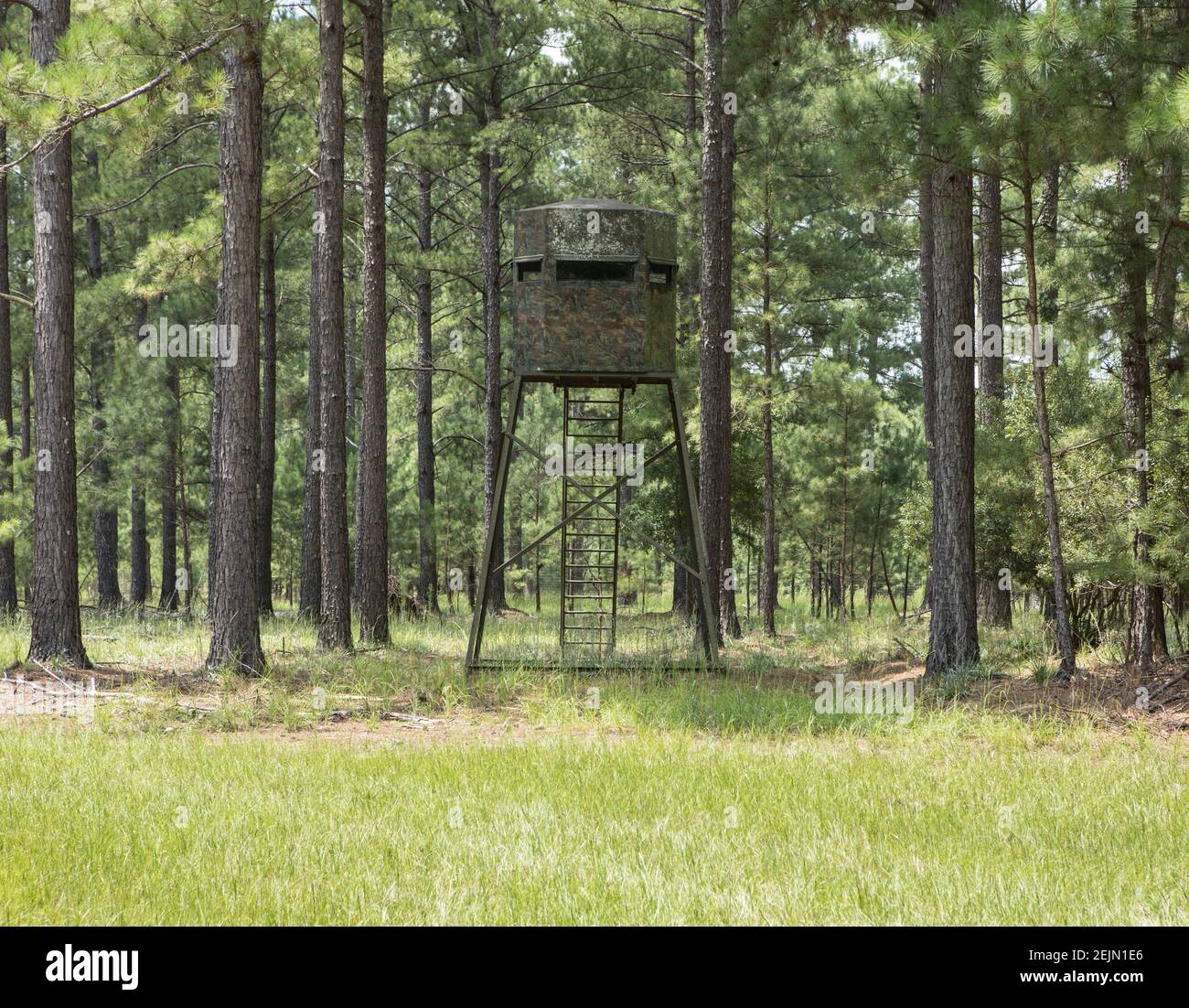 A high deer stand in pine forest for either photography or hunting. Stock Photo