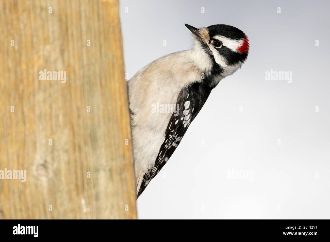 Downy woodpecker (Picoides pubescens) on a fence post Calgary, The Weaselhead, Alberta, Canada Stock Photo