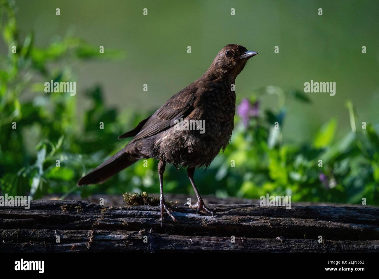 Juvenile female blackbird hi-res stock photography and images - Alamy