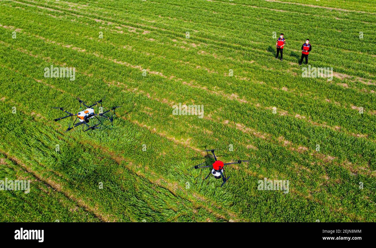 Drones are remote-controlled to crop-dust a wheat field in Fengchan ...