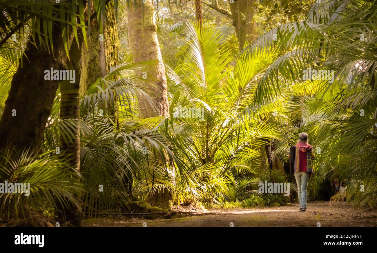 Woman walking in Terra Nostra park, amazing vegetation, travel destination Azores, wonderful botanical garden. Stock Photo