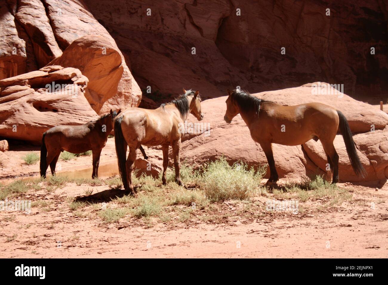 Group of mustangs at grand canyon on a sunny day Stock Photo Alamy