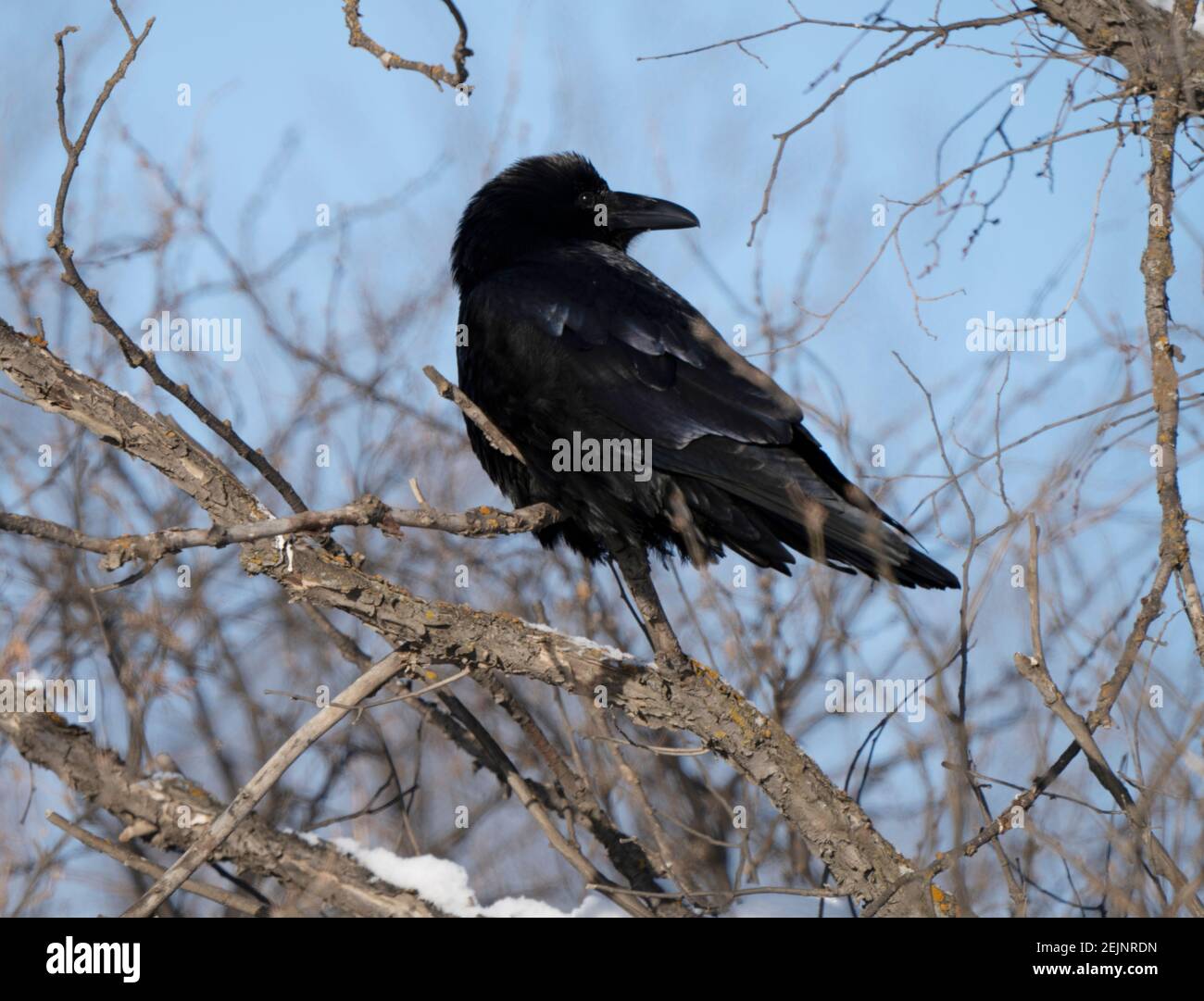 Raven on a tree hi-res stock photography and images - Alamy
