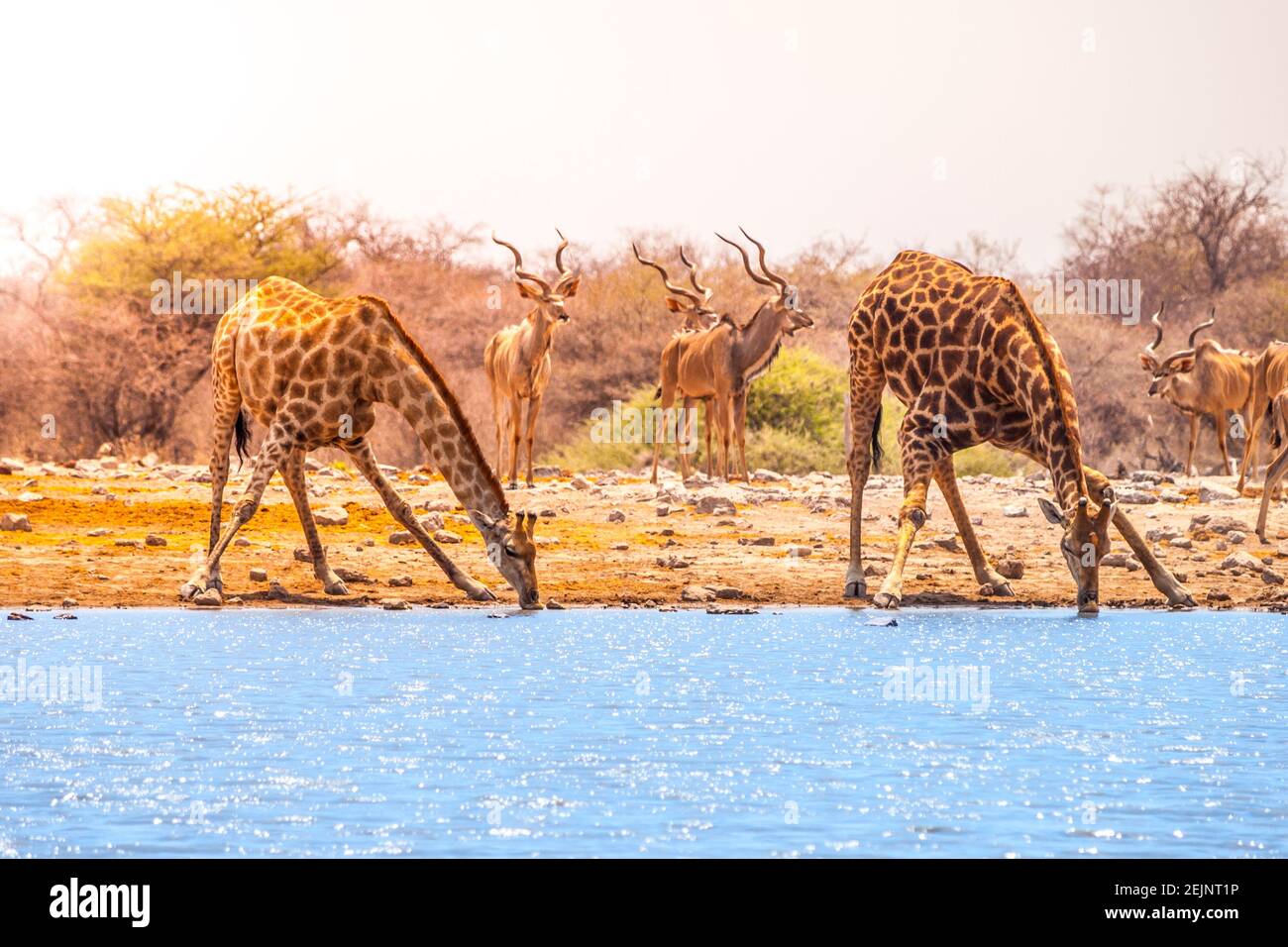 Two giraffes drinking water Stock Photo