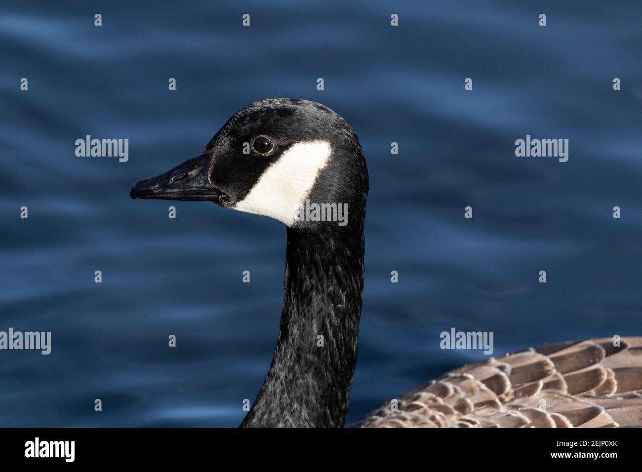 Black necked geese hi-res stock photography and images - Alamy