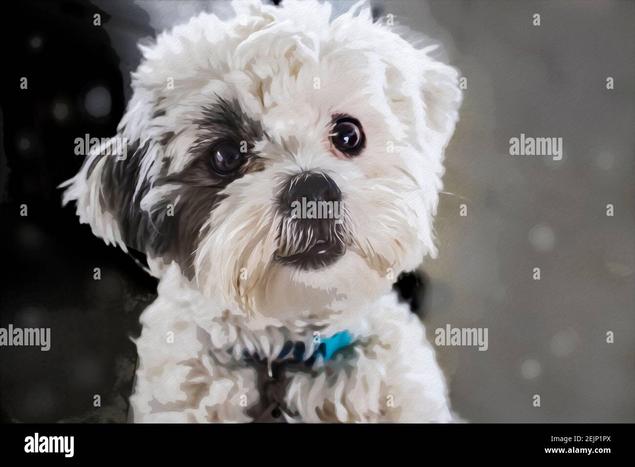 Close-up of very cute fluffy white dog with dark hair around one eye looking like he wants to be petted Stock Photo