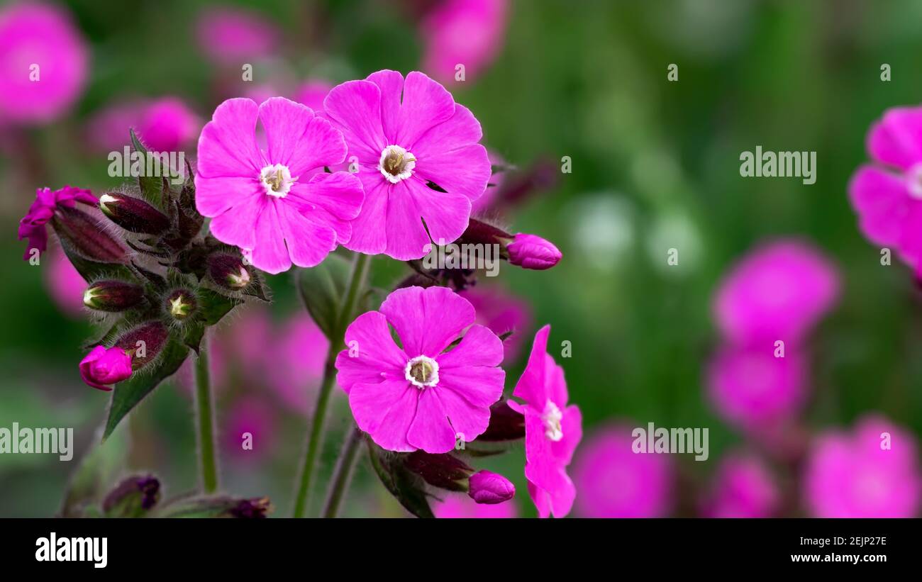 Flowers of a perennial plant Silene dioica known as Red campion or Red ...