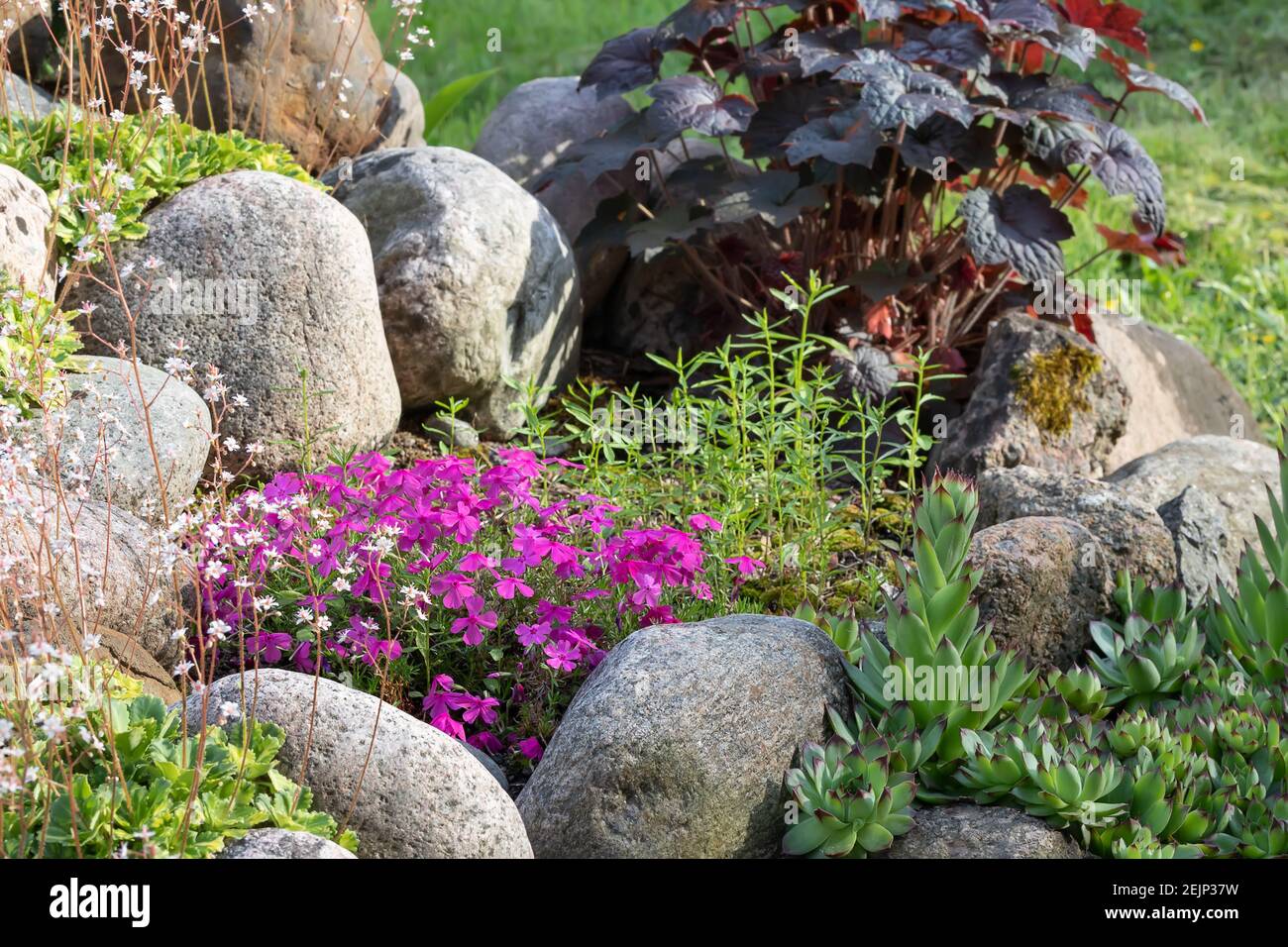 Ornamental grass rockery garden hi-res stock photography and images - Alamy