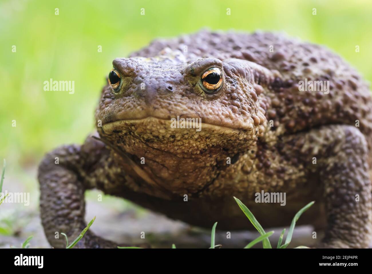 Big fat toad crawling along a dirt path. Stock Photo