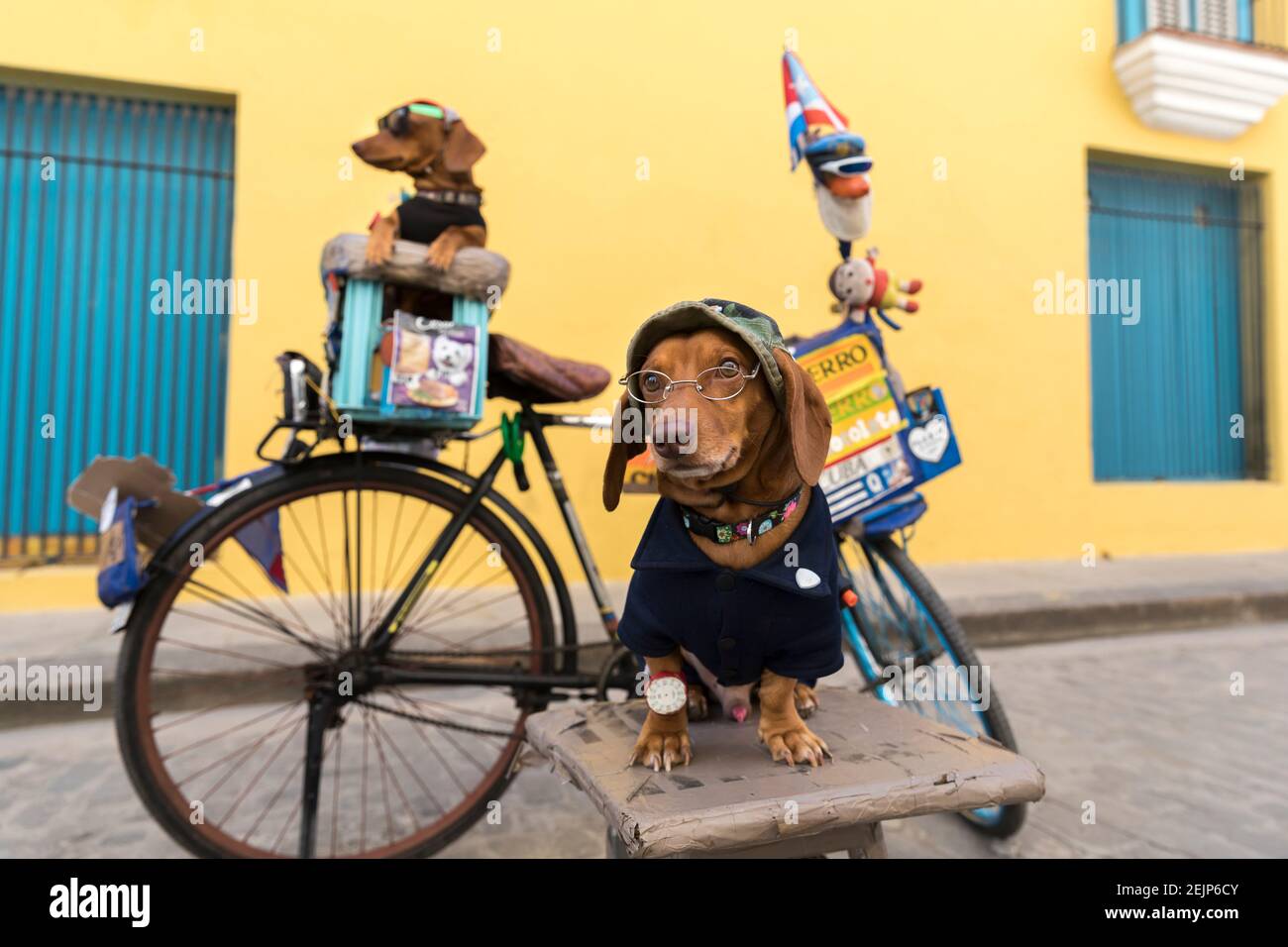 Funny photo of two dachshunds dressed and wearing glasses in Cuba. Stock Photo