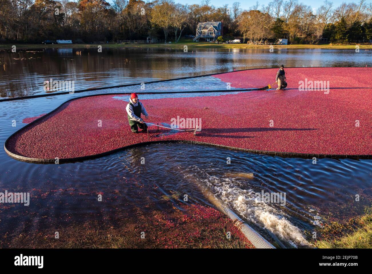 Workers rake cranberries toward a syphon that pulls them to a truck ...