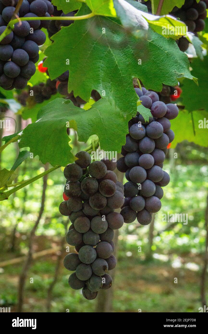 Grapes Vineyards from Bento Gonçalves, Brazil Stock Photo Alamy