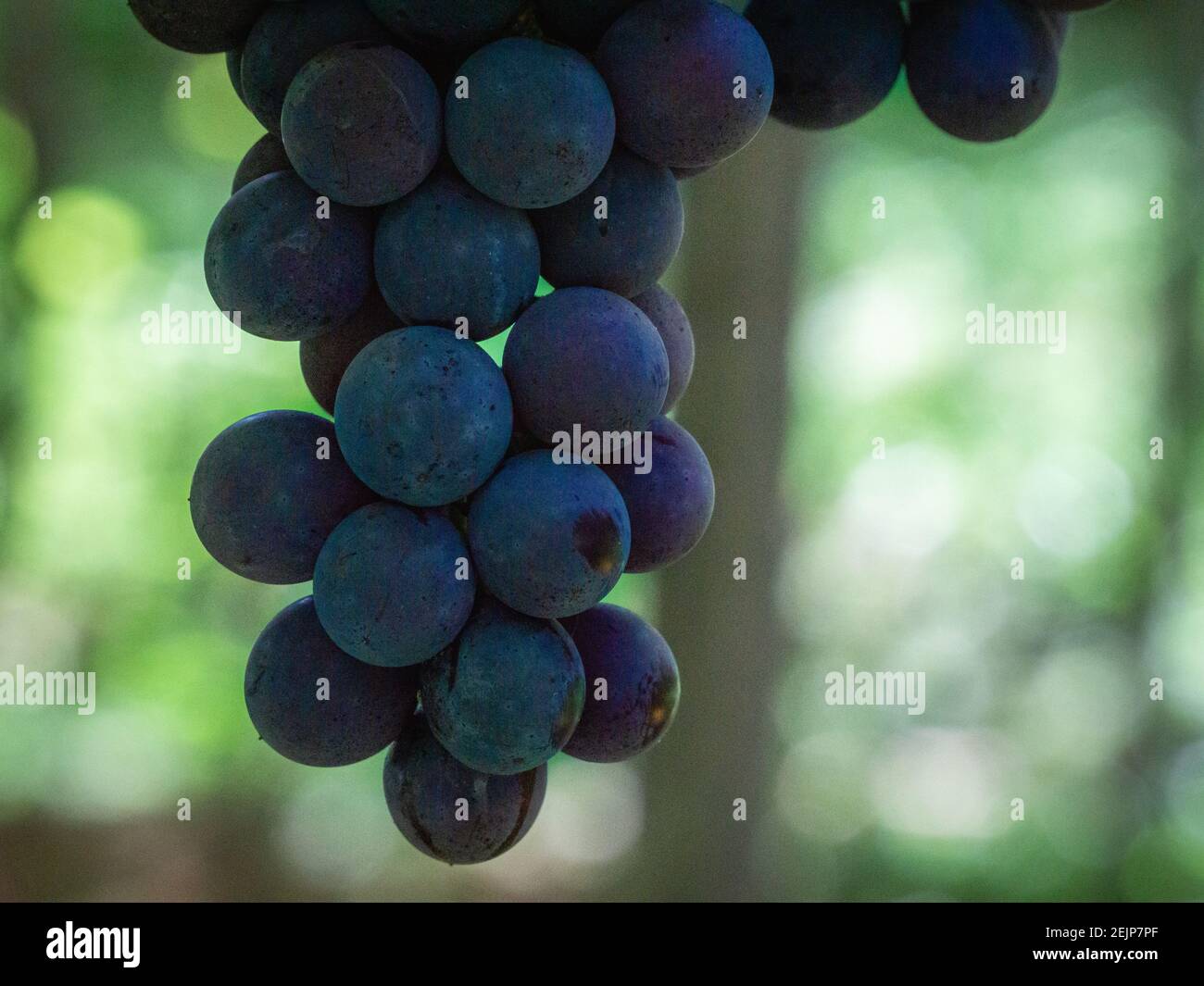 Grapes Vineyards from Bento Gonçalves, Brazil Stock Photo Alamy
