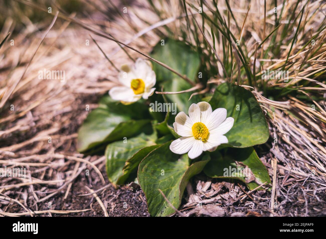 Wildflower in the Lost Creek Wilderness, Colorado Stock Photo