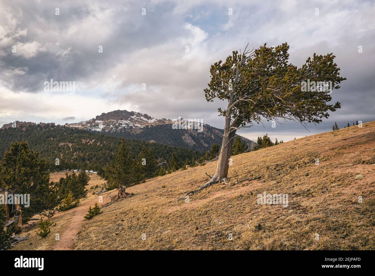 Landscape in the Lost Creek Wilderness, Colorado Stock Photo