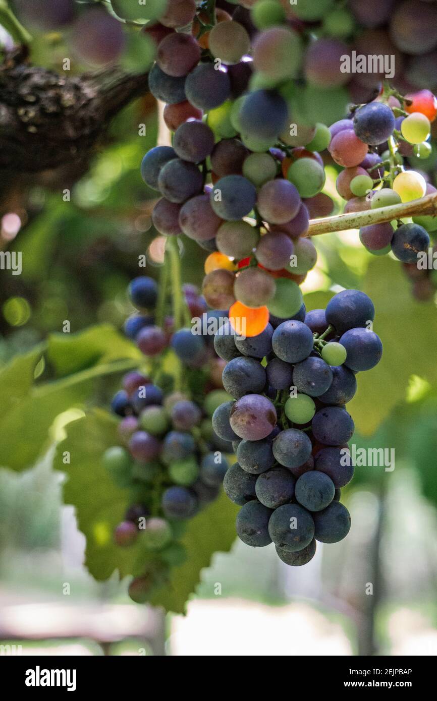 Grapes Vineyards from Bento Gonçalves, Brazil Stock Photo Alamy