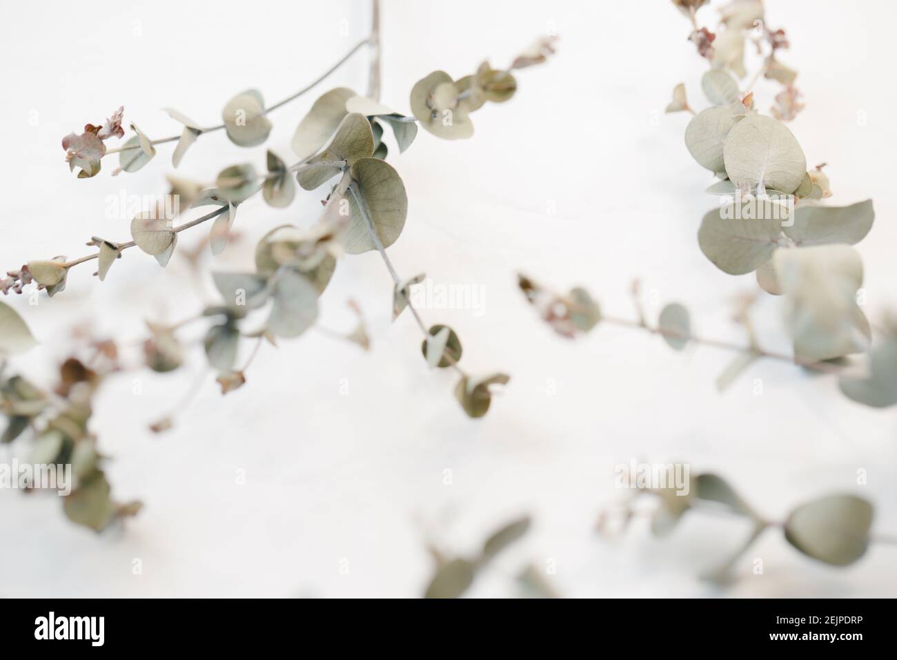 eucalyptus branch close up on white background Stock Photo