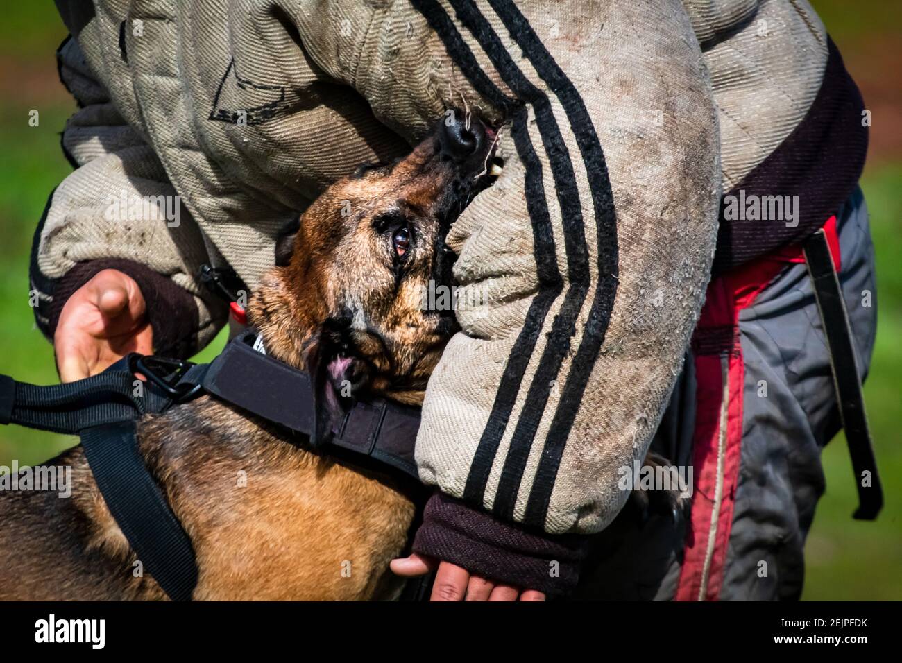 15 Essential Belgian Malinois Training Tips: Master Obedience Belgian malinois training near me