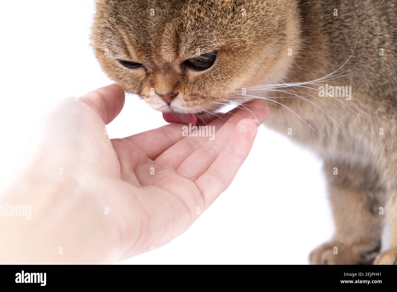 Golden Scottish Fold cat eats a treat from a package in the hand of a woman. Stock Photo