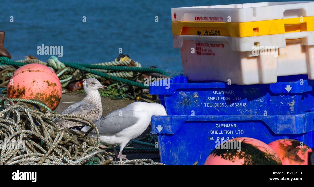 Herring Gull Larus argentatus in full adult plumage scavenging for food in fish boxes while juvenile gull watches Stock Photo