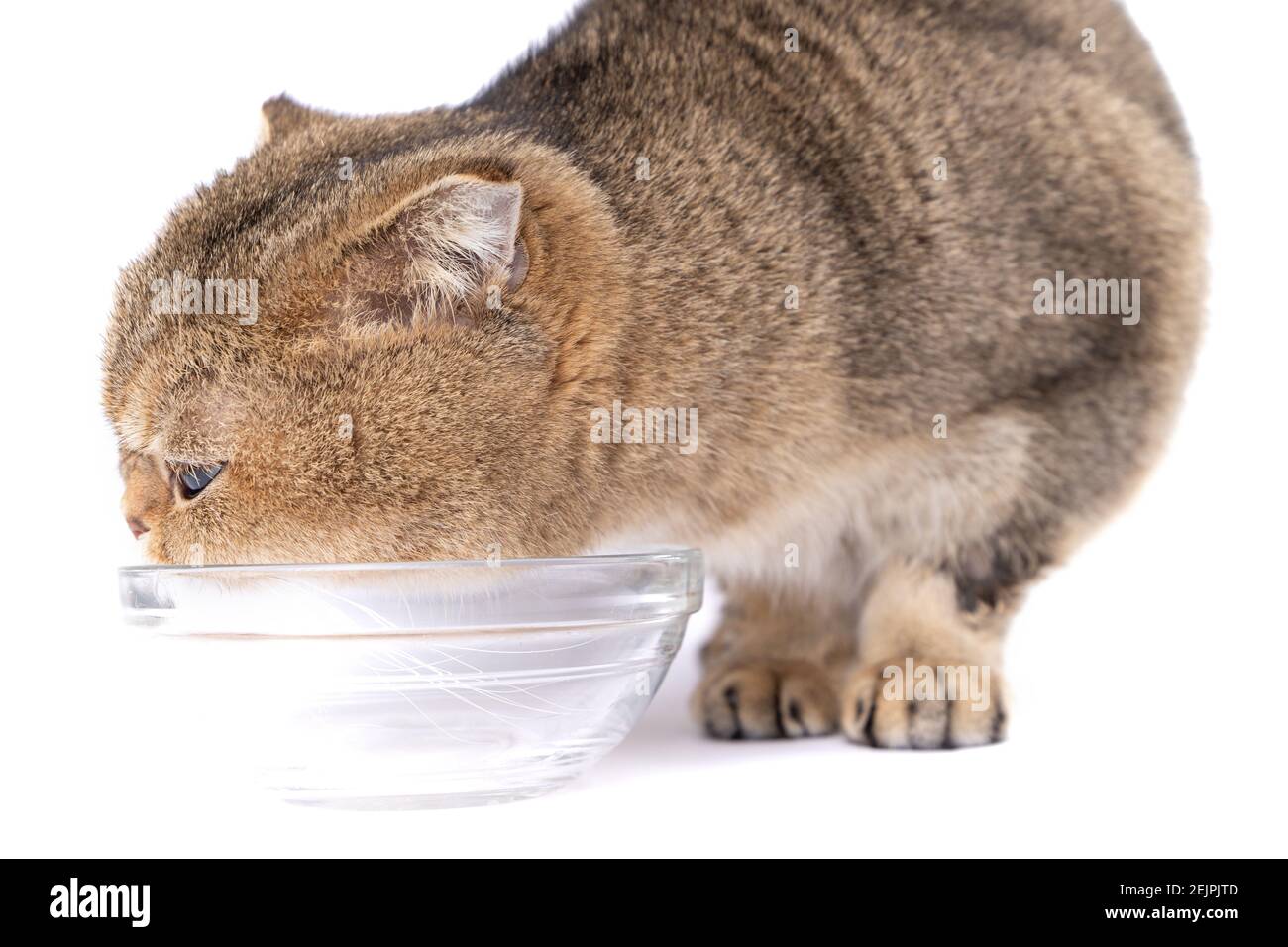 Golden scottish fold cat eating next to a glass bowl on a white background Stock Photo