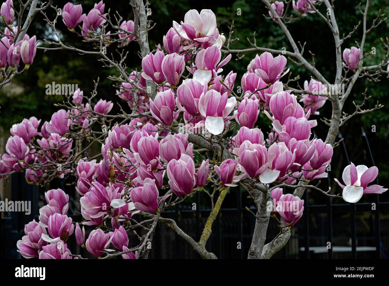 Magnolia Tulip Trees in Bloom, California Stock Photo