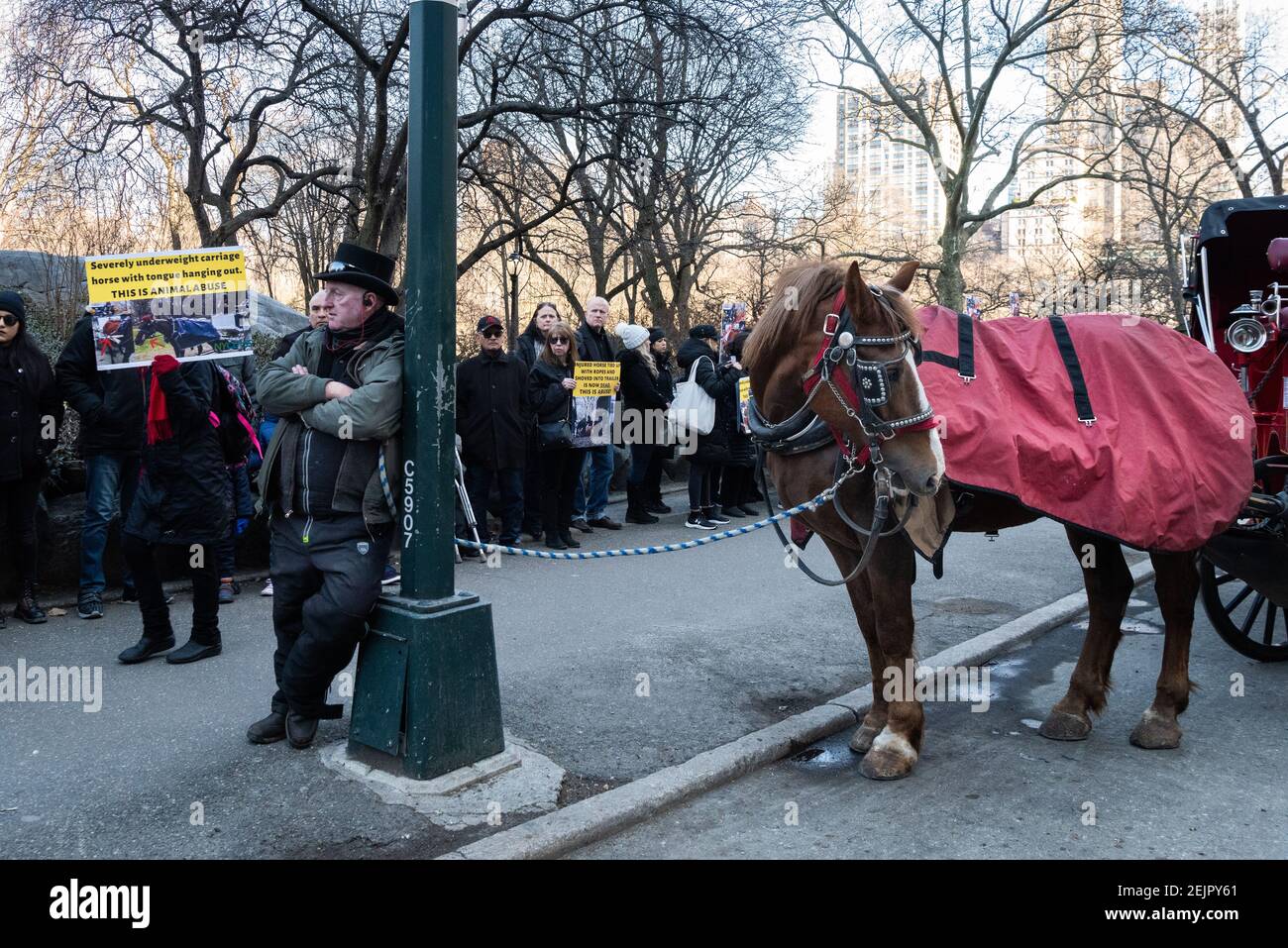 Protesting the violent collapse and death of a carriage horse, animal